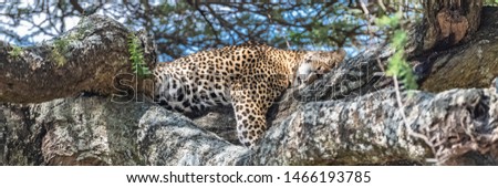 Big wild leopard sleeping on a tree in Africa
