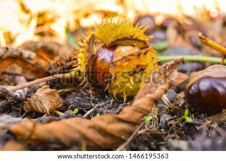 The fruits of the chestnut tree ripened and fell to the ground in the autumn city park. Brown fruits and yellow-green peel among yellow and dry leaves create a stunning autumn picture.
