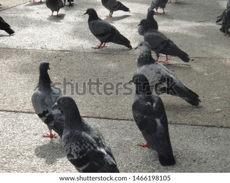 Flock of black pigeons on outdoor ground