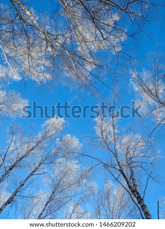 Vertical photo of top of winter trees from low perspective and blue sky in background. Concepts: frost, winter, cold. Copyspace for text