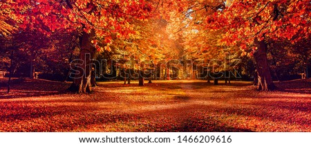 Awesome sunny landscape in the forest. Wonderful Autumn scenery. Picturesque view of nature. Amazing natural Background. Sun rays through colorful trees. Incredible view on alpine forest lakeside Royalty-Free Stock Photo #1466209616