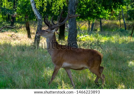 The red deer (Cervus elaphus) is one of the largest deer species.