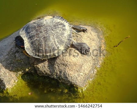                     Young river turtle positioned its shelter back and feet towards the sun light sun bathing on the top of a river rock. 