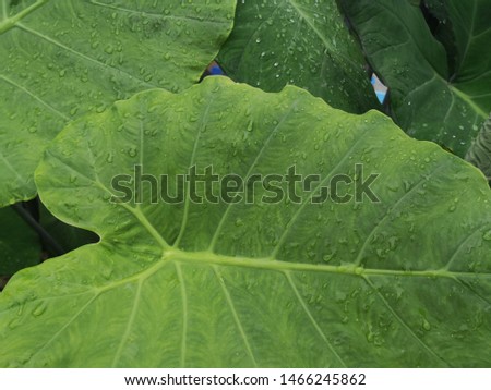 Colocasia esculenta : green elephant ears leaf with water drop top view texture background.fresh green taro leaf after rain.