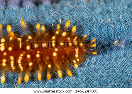Sea star scale worm, Asterophilia carlae