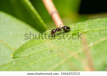 
Ochetellus tiny Black house ant resting on a green leaf