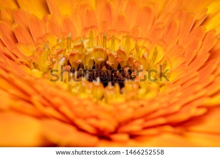 Close up shot of an orange gerbera flower with a yellow and black center - nature design