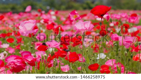 Beautiful Pink Poppy flower field 