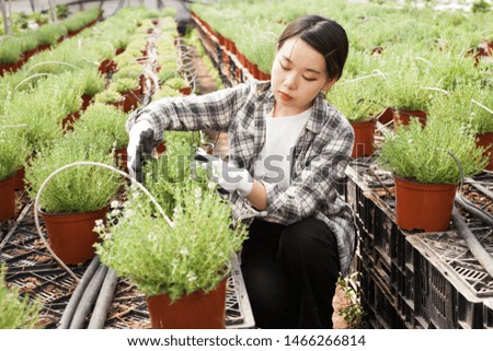 Portrait of florist with flowers lavender in greenhouse