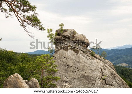 landscape on rock and forest