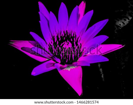 Beautiful abstract textures close up color red purple and pink lotus flower on the black and darkness isolated background and wallpaper