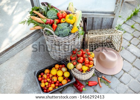 Baskets filled with freshly plucked vegetables and tomatoes on the organic farm