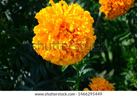 Beautiful marigold flowers with bright green leaves in the sun rise close up