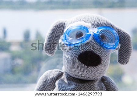 textile dog plastic glasses window 