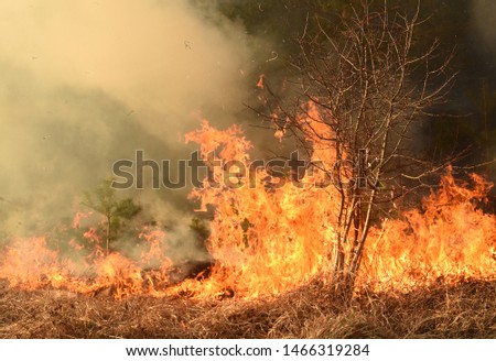 wildfire, forest fire, burning forest, field fire,
 Royalty-Free Stock Photo #1466319284