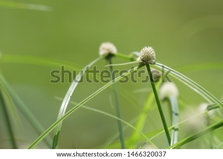 shortleaf spikesedge or Kyllinga brevifolia, perennial greenhead sedge