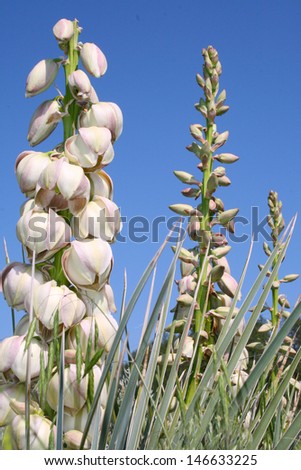 Yucca Flowers Against Blue Sky Royalty-Free Stock Photo #146633225