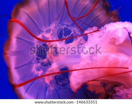 Pulsing Vibrant Pink Jellyfish In Blue Water Royalty-Free Stock Photo #146633351