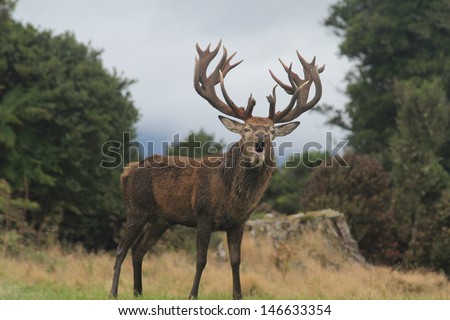 Closeup New Zealand Roaring Red Stag With Huge Rack And Open Mouth Looking At Camera Royalty-Free Stock Photo #146633354