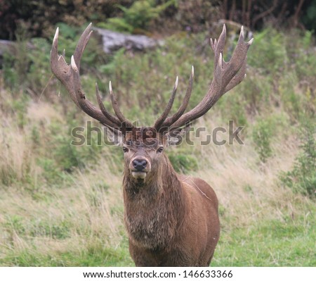 Closeup Grass Covered Fighting Mature New Zealand Red Stag With Ivory Tips On Huge Rack Looking At Camera Royalty-Free Stock Photo #146633366