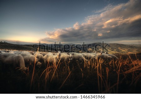 The sheeps in the field