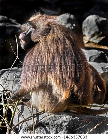 Gelada baboon male sitting on the ground. Latin name - Theropithecus gelada
