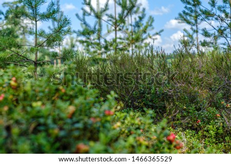 lingonberries cranberries on green moss in forest near dry tree stomps in summer