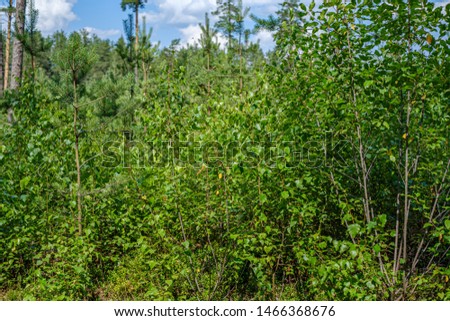green foliage with blur background in forest natural environment in summer