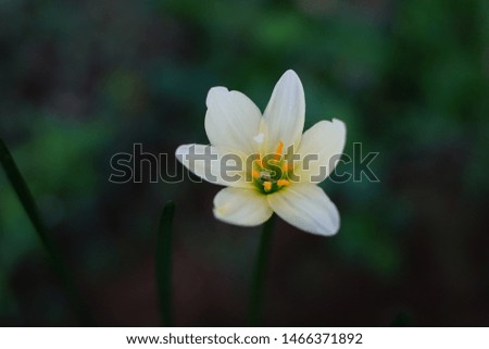 A small white flower that grows in yard.