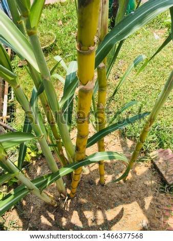 Sugarcane plants or 'Tebu' in Malay growth at house garden.