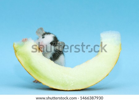 Little fluffy rat eats a large piece of melon. Animal on a blue background.
