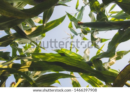 picture of green corn field background