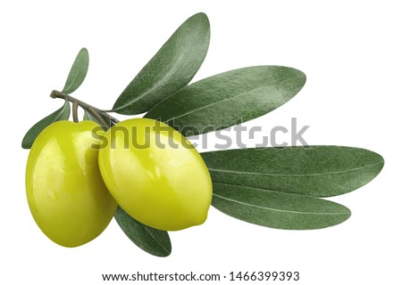 Olive branch with two delicious green olives, isolated on white background Royalty-Free Stock Photo #1466399393