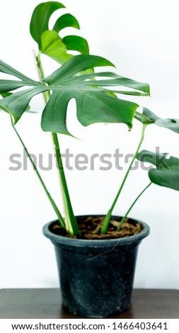 philodendron monstera tropical leaf in pot on wooden table , vertical picture .