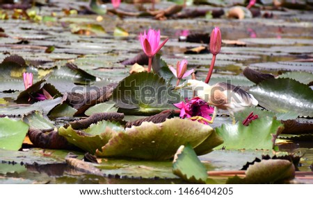 Birds are walking on the beautiful pink lotus in the garden.