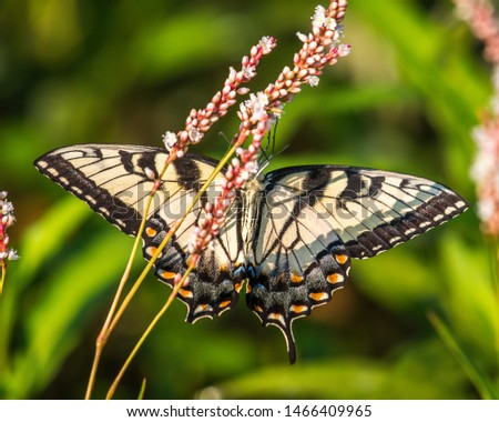 Tiger Swallowtail butterfly on a flower