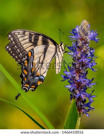 Tiger Swallowtail butterfly on a flower