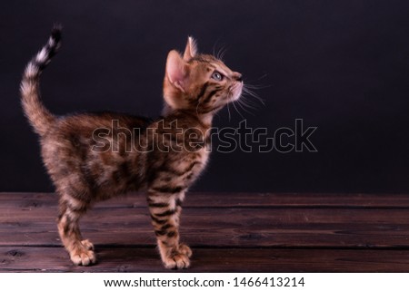 Bengal kitten on wooden table, black background, low key.