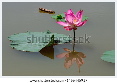 High quality images of lotus flowers