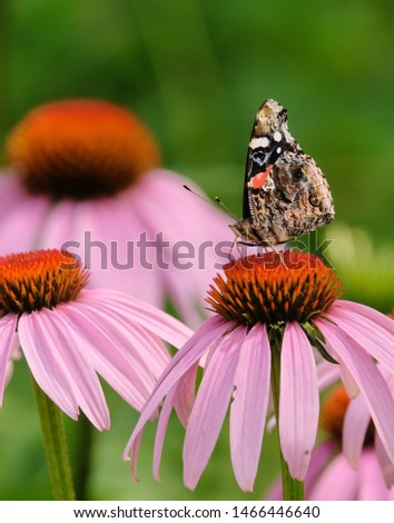 A red admiral butterfly on a cone flower.