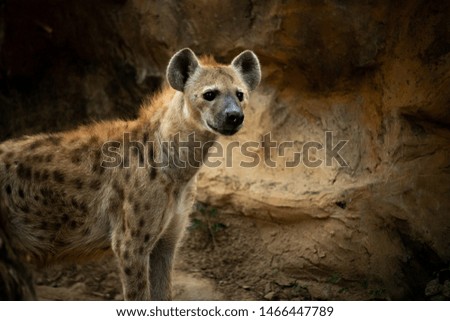 Spotted Hyena predator mammal standing and look at the camera with nature background.