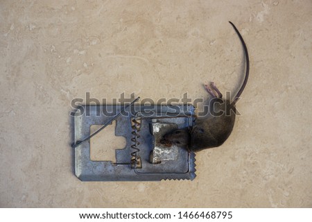 Mousetrap mouse animal death dead