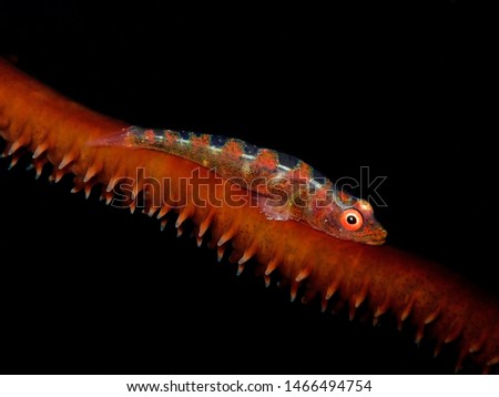 Closeup and macro shot of the Whip Coral Goby  on the whip coral during a leisure dive in Tunku Abdul Rahman Park, Kota Kinabalu. Sabah, Malaysia. Borneo.      