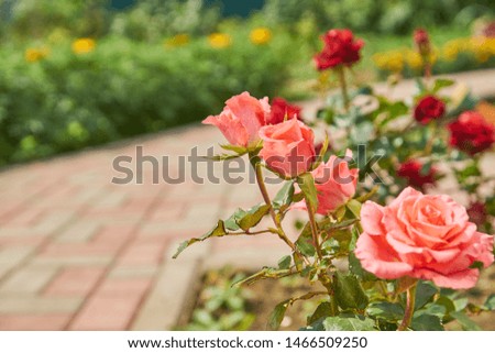 Beautiful pink roses blossom in the garden. Countryside backyard landscape.                          
