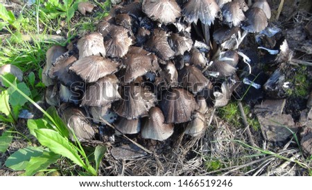 gray mushrooms after rain in the summer