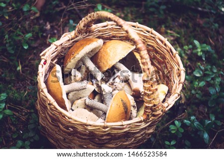 Delicious freshly picked wild mushrooms from the local forest: Bolete, russule, birch bolete and weeping bolete mushrooms in a wicker basket on a green grass