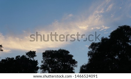 trees in foreground with blue sky in the background