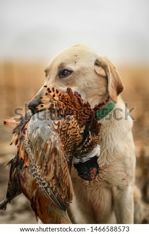 photo of a yellow Labrador retriever holding a pheasant in his mouth