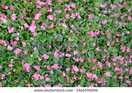 Cover photo of pink begonia flowers floral pattern