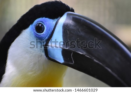 Blue, white and yellow toucan closeup 